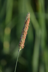 Meadow foxtail grass