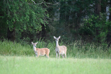 whit tailed deer and fawn