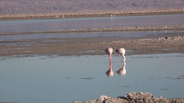 Birds. Pink flamingos on a mountain lake in the Atacama Desert. Chile.
