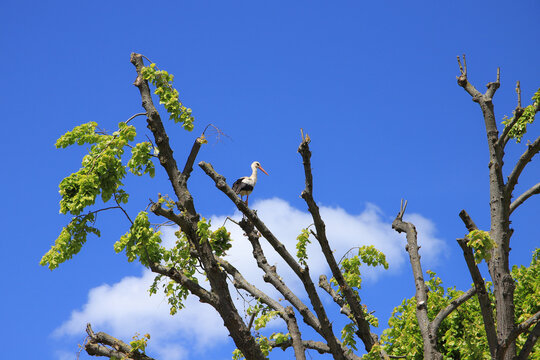 A white Stork in a tree in Brandenburg Switzerland, Federal State Brandenburg - Germany