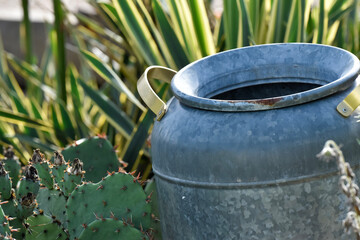 old watering can milk can and cactus