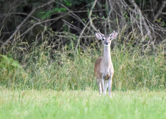 deer in the grass young buck