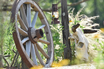old wheel and cow scull