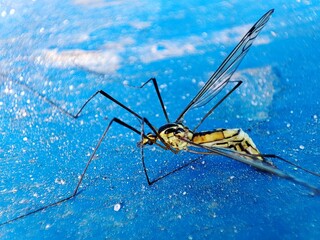 dragonfly on the ground
