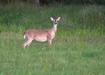deer in the woods on alert