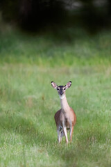 young deer on alert