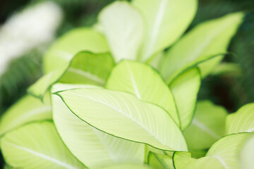 Beautiful green leaves, Tropical green foliage leaf