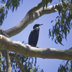 Australian birds wildlife cormarant