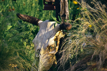 cow scull and mexican grass