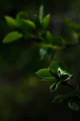 Green plant background, summer macro landscape of greenery