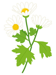 白色の野路菊の花