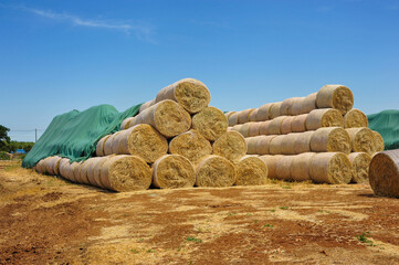 Bales of hay - 437174951