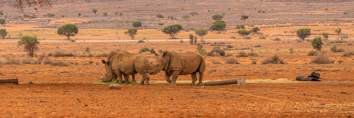 Pannorama of three black Rhino at the savanna in Namibia. - obrazy, fototapety, plakaty