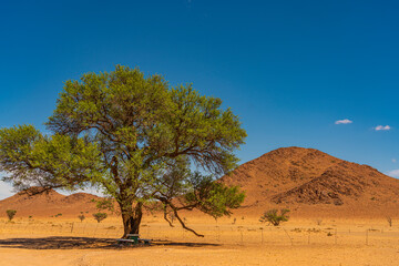 Fototapeta na wymiar Panorama from Namib Desert landscape with large a big green tree and a banch at Sossusvlei