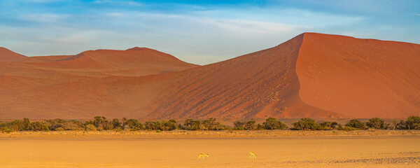 Panorama from a large orange sand dune with two springboks infront on the savanna, landscape at Sossusvlei