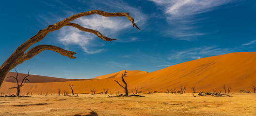 Panorama view of the trees from Deadvlei, landscape with large sand dunes at Sossusvlei