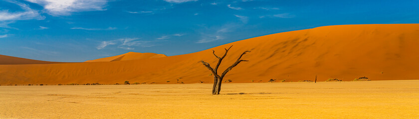 Panorama view of a dead camel thorn trees from Deadvlei, landscape with large sand dunes at Sossusvlei