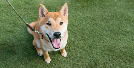 Cute young portrait of Smiling Shiba inu Dog on green background.
