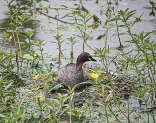 Australian wildlife birds swamp hen