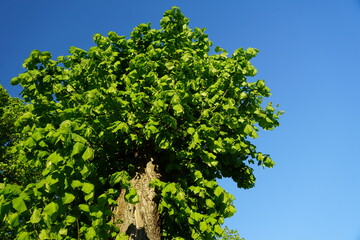 Fototapeta premium Die Linden sind im Frühling mit ihren Blättern am ausdrucksstarken