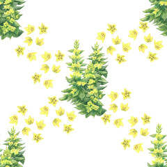 Seamless pattern of  garden flower loosestrife and and small single buds iisolated on white background. Made in the technique of colored pencils. Hand drawn.