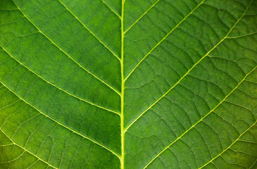 Fototapeta na wymiar Close up leaf. Macro photography. Abstract green leaf texture, nature background, tropical leaf. The plant has a beautiful expressive structure.