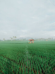 Rice plantation. Green rice paddy field. Organic rice farm in asia. Rice growing agriculture. Green paddy field. Paddy-sown ricefield cultivation. Asian food. Green grass leaves with raindrops.