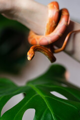 Corn snake wrapped around woman hand on green nature background. Exotic pet. Close-up. Wildlife concept.