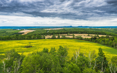 Fototapeta premium View on the countryside and the yellow dandelions from the 