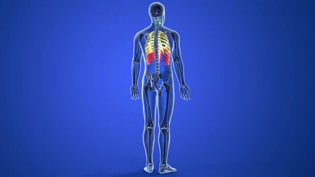 human lungs anatomy 3d illustration