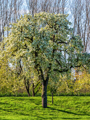 Naklejka premium Tree with white blossoms