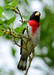 striking male rose breasted grosbeak eating a mulberry in a mulberry tree during spring migration at smith oaks sanctuary on high island,  in east texas