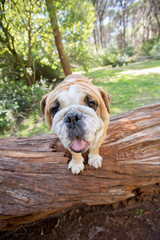 english bulldog puppy