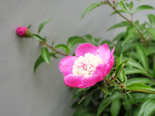 Colorful pink peony flowers on a gray wall