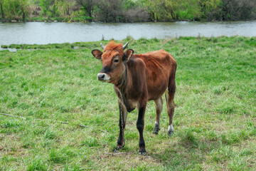 Brown calf, chained on the meadow with green grass. Young chestnut color bull grazing at pasture near pond.