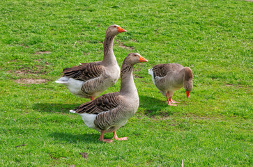 Brown geese walking on the meadow with green grass at farm. Domestic birds.