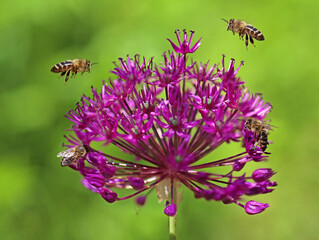 Flying honey bees collecting pollen from blossom of a purple allium with green background