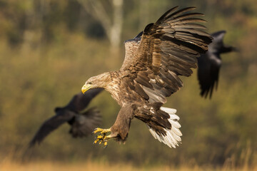 Adult sea eagle , haliaeetus albicilla, landing in autumn nature with spread wings. Large bird of prey with white tail and yellow beak and claws hunting on a meadow.