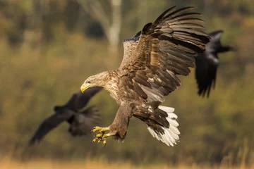 Poster Adult sea eagle , haliaeetus albicilla, landing in autumn nature with spread wings. Large bird of prey with white tail and yellow beak and claws hunting on a meadow. © WildMedia