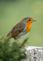 Beautiful robin redbreast bird perched standing on top of grave stone in cemetery. Bright red and orange colour wild isolated in old graveyard.