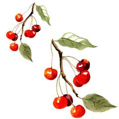Cherry berries branches watercolor isolated on white background botanical illustration for all prints. Fruits pattern.