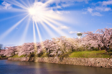 五稜郭公園の満開の桜