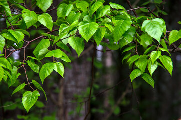 森の鮮やかな緑の葉。