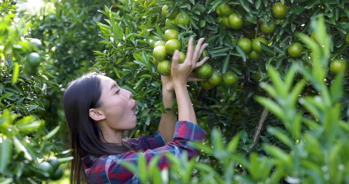 young asian farmer checking quality tangerine in your garden at Chiang Mai Thailand 4k video
