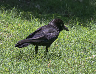 Australian wildlife birds crow raven 