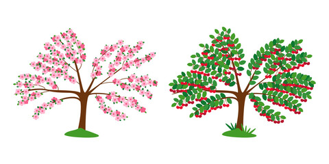 Cherry tree in blossom and with ripe berries isolated on white. The tree is strewn with pink flowers. wine-colored berries on tree branches. Flat vector illustration.