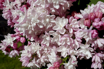 Fresh flowers of blooming lilacs bush close-up in spring. Beautiful garden plant with natural sunny light.