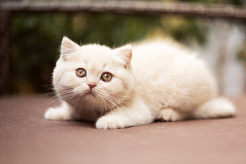 Süße Katzenbabys, Kitten, Britisch Kurzhaar imposant edel und selten.
