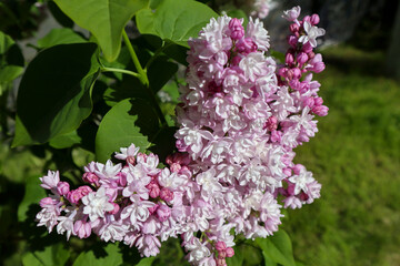 Fresh flowers of blooming lilacs bush close-up in spring. Beautiful garden plant with natural sunny light.
