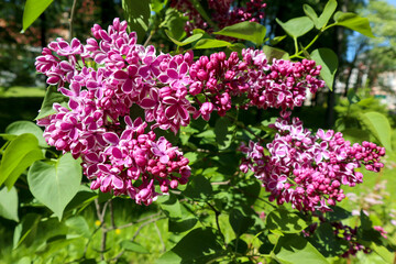Fresh flowers of blooming lilacs bush in spring. Beautiful garden plant with natural sunny light.
